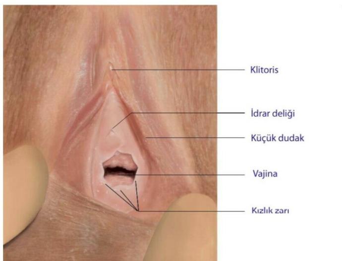 Kızlık zarı tam olarak nerede idrar deliginin altında mı içinde mi?