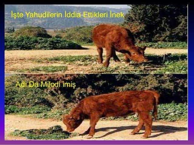 Yahudilerin kırmızı ineği doğmuş arkadaşlar?