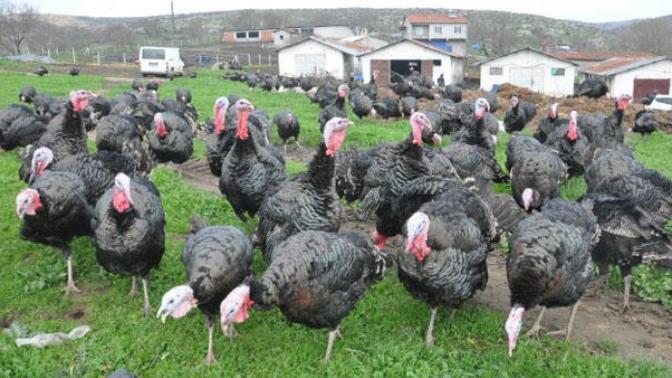 Yılbaşı için hindi alırken nelere dikkat ediyorsunuz?