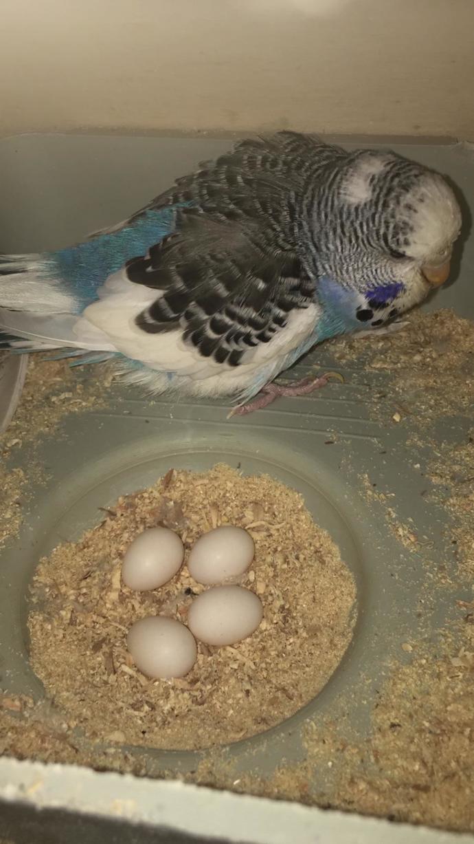 Kefir tüketiyor musunuz?