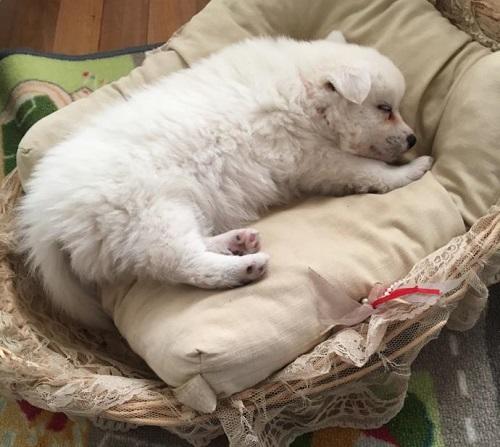 Japon Spitz yavru köpek