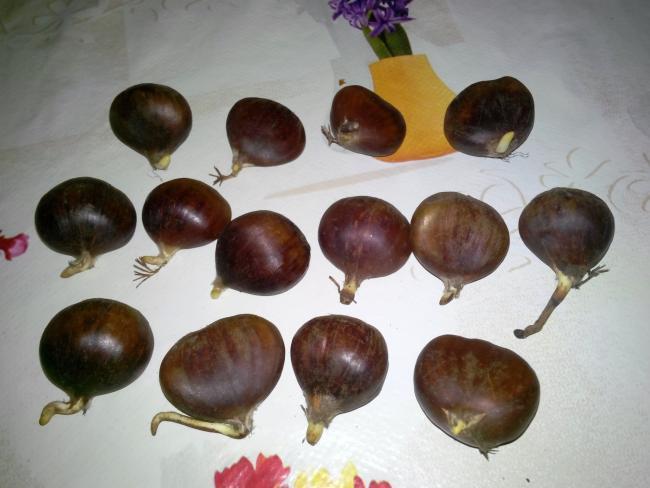 Çimlenmiş kestane
