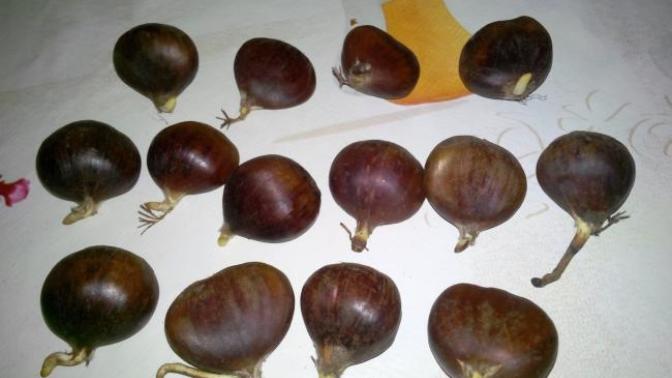 Çimlenmiş kestane yenir mi?