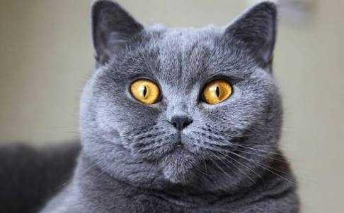Kedi bakımı nasıl, zor mudur?