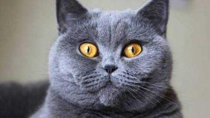 Kedi bakımı nasıl, zor mudur?