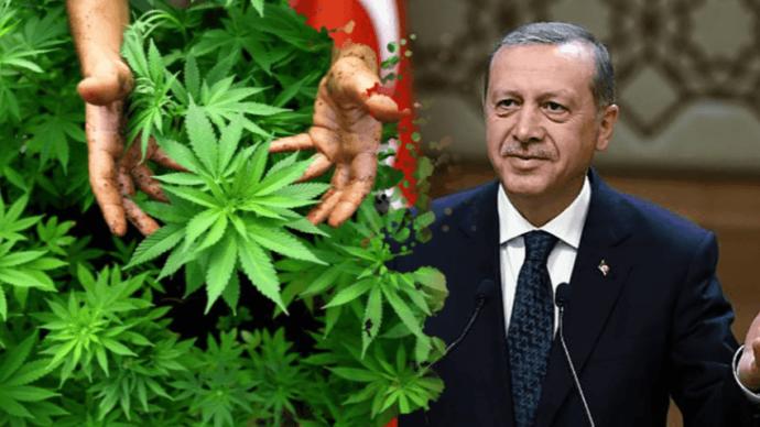 Ama kafamız nasıl güzel. Türkiye'de kenevir yasal hale mi geliyor?