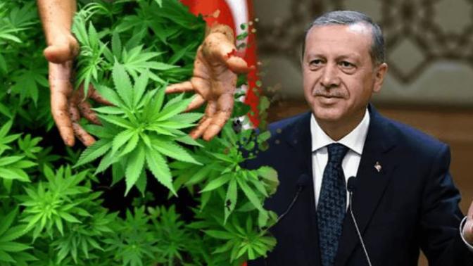 Ama kafamız nasıl güzel. Türkiye'de kenevir yasal hale mi geliyor?