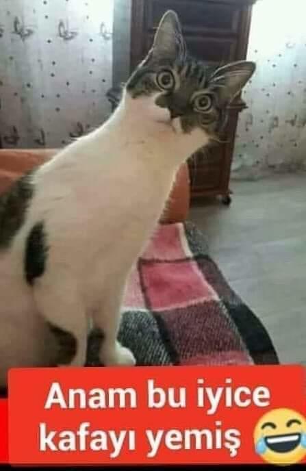 Mememin ucunu yanlışlıkla makasla kestim yardım?