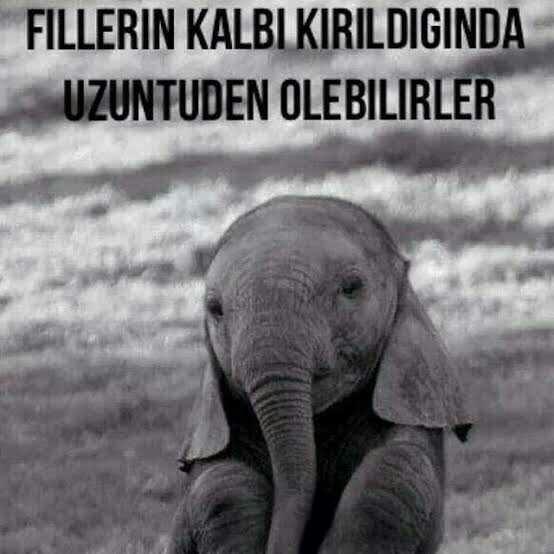 ''Bir fil kalbi kırıldığında ölebilirmiş.