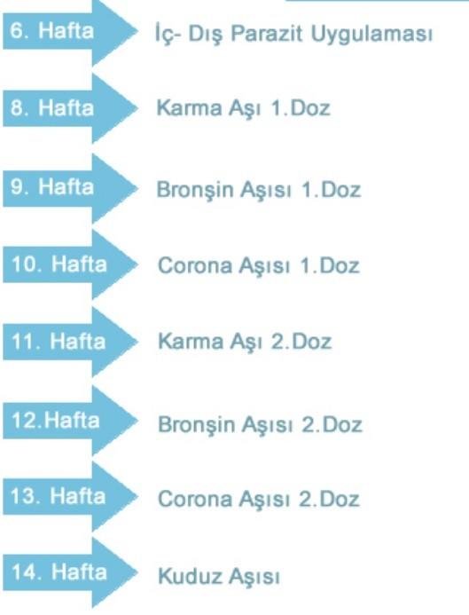 Köpek aşı takvimi?