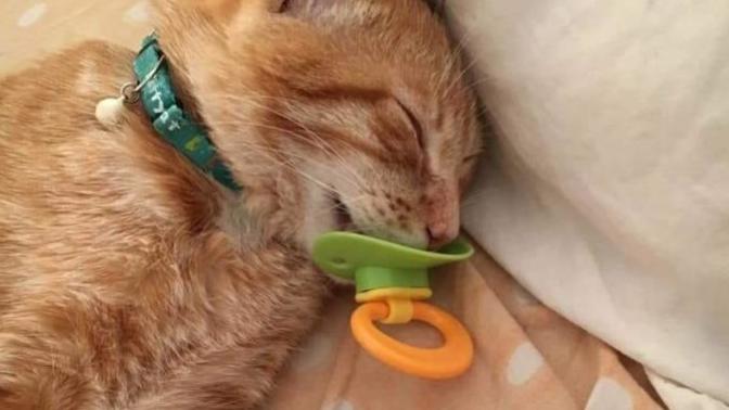 Kedime emziği nasıl bıraktırabilirim :D?