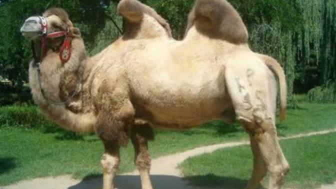 Cahile söz (laf) anlatmak mı zor, yoksa deveye hendek atlatmak mı zor?