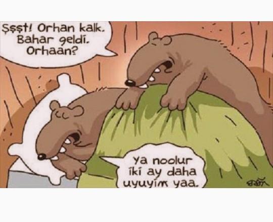 Nasıl ayı olabilirim?