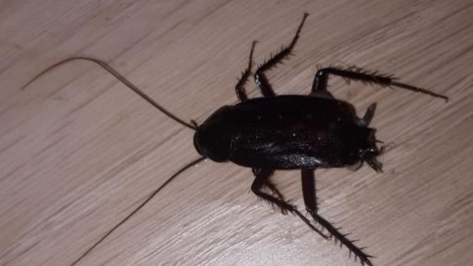 Arkadaşlar evde sürekli böyle böcekler buluyorum ne yapmak lazım?