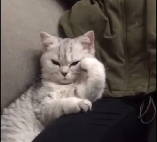 Aşkta kedi ruhlu kadın mı kaplan ruhlu kadın mı sevilesidir?