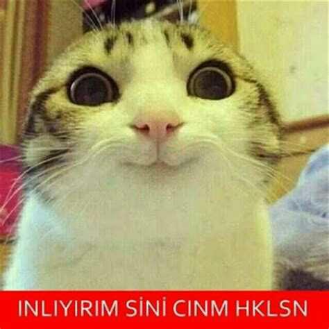 Aşkta kedi ruhlu kadın mı kaplan ruhlu kadın mı sevilesidir?