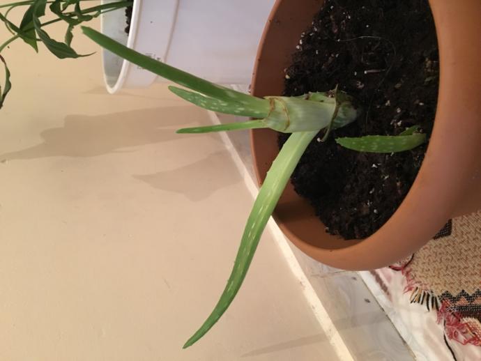 Aloe Vera bitkim yetişmiyor mu? bilenler yardımcı olabilir mi?