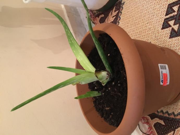Aloe Vera bitkim yetişmiyor mu? bilenler yardımcı olabilir mi?