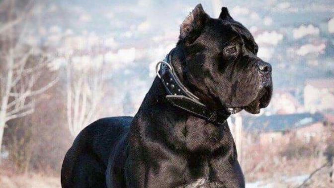 Aranızda Cane Corso cinsi köpek besleyen var mı?