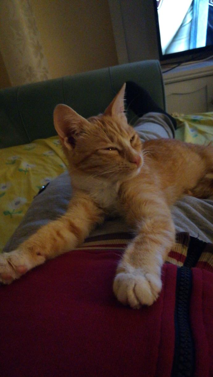 Ünlü anne-kedi çiftlerinden hangisi dünya tatlısı duruyor?