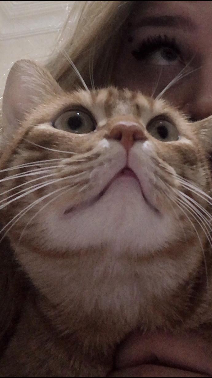 Ünlü anne-kedi çiftlerinden hangisi dünya tatlısı duruyor?