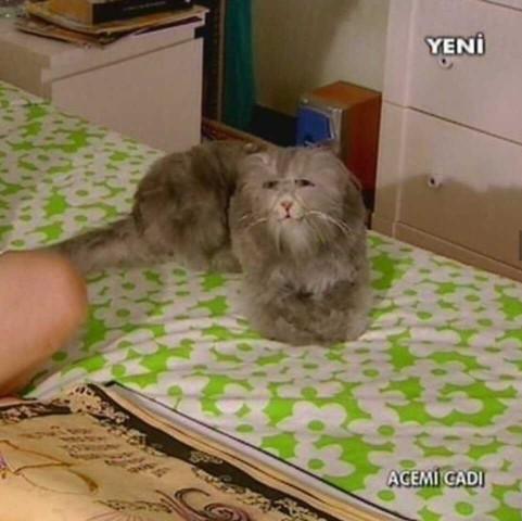 Acemi cadıdaki Duman ve Taci'nin aslında evli olduğunu biliyor muydunuz?