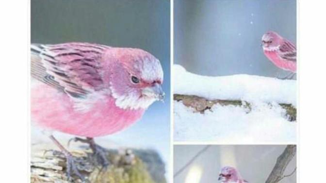 Pembe serçe görmüş müydünüz ❄ ?