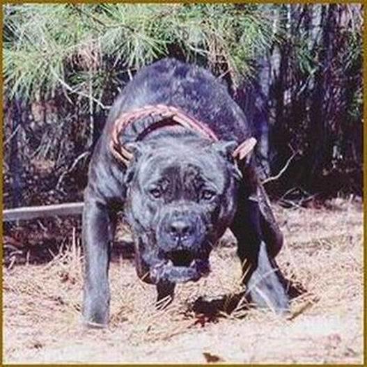Kangalın, vahşi kurdu öldürür yalanı hakkında ne düşünüyorsunuz?
