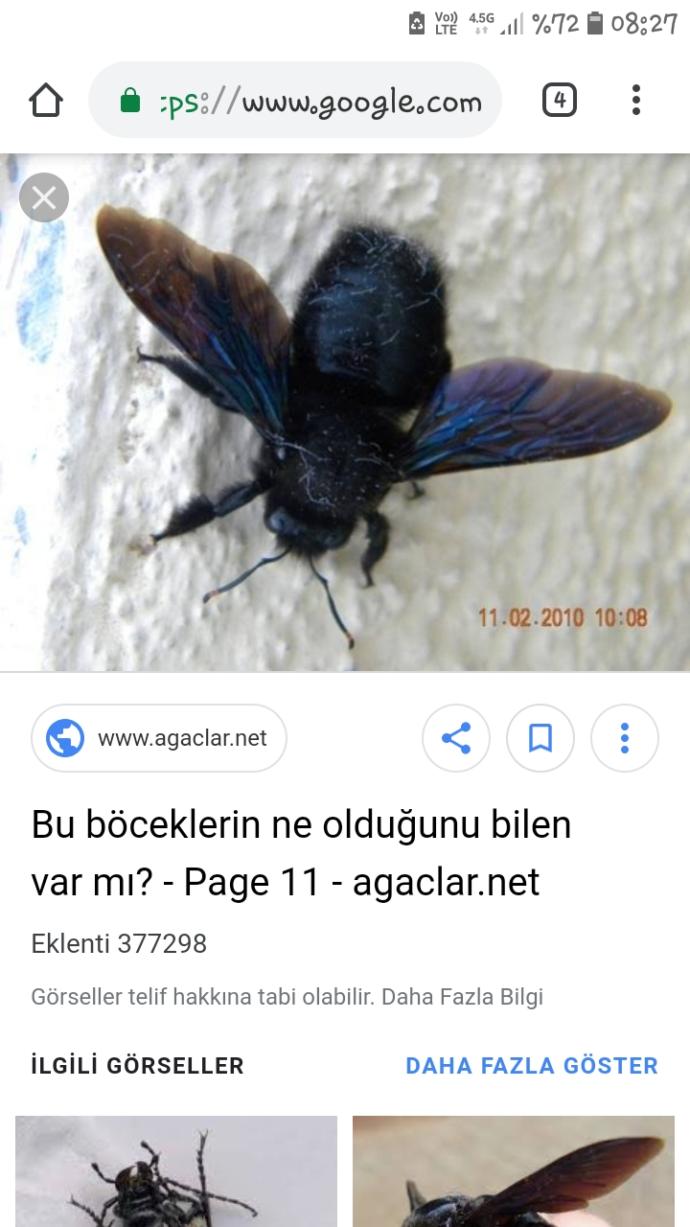 Bu böceğin adını bilen var mı zehirli midir?