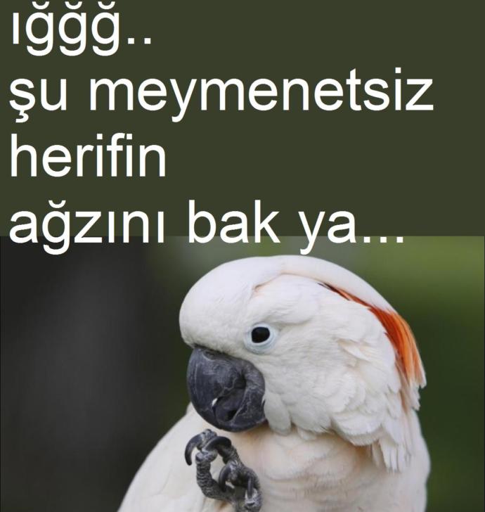 Nusret Gökçe'nin yeni imajını nasıl buldunuz?