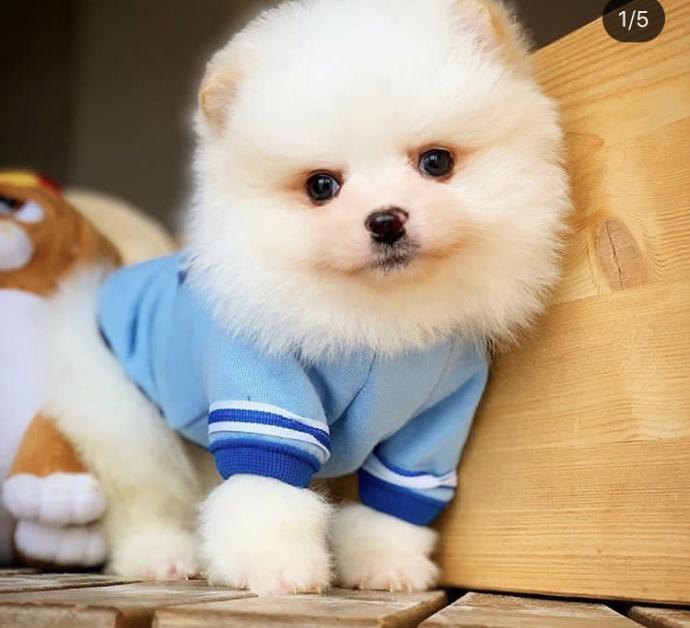 Böyle köpek evde beslemek günah mi?