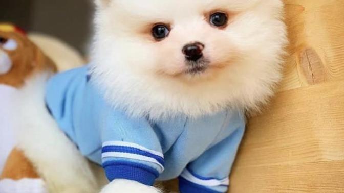 Böyle köpek evde beslemek günah mi?