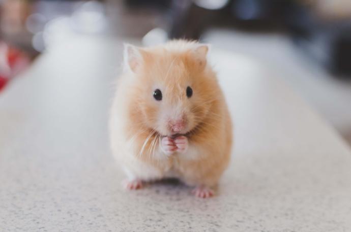 Hamster istiyorum ama ailem izin vermiyor kokar diye nasıl ikna edebilirim 🐹?