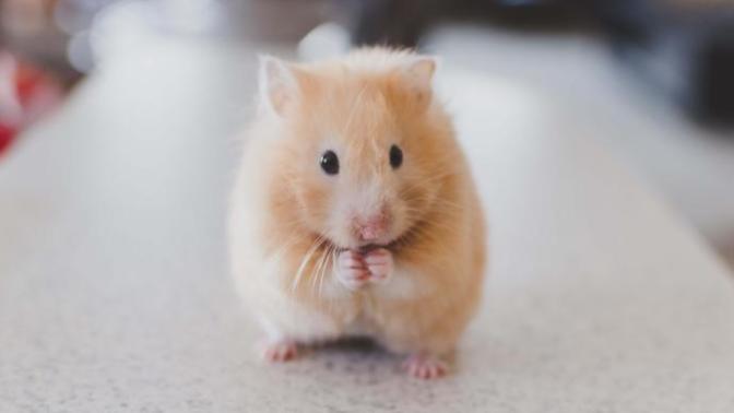 Hamster istiyorum ama ailem izin vermiyor kokar diye nasıl ikna edebilirim 🐹?