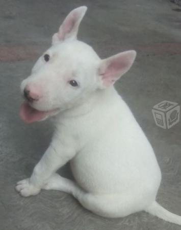 Hiç köpek beslediniz mi?
