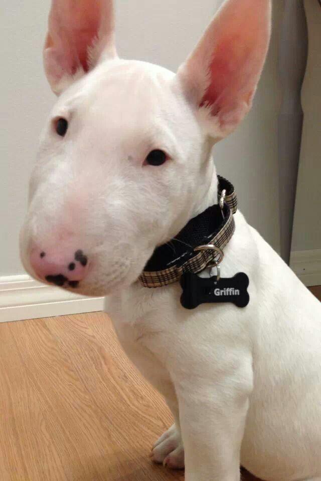 Hiç köpek beslediniz mi?