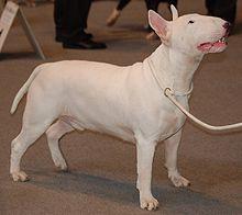 Hiç köpek beslediniz mi?