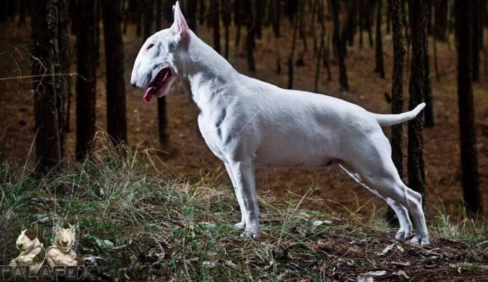 Hiç köpek beslediniz mi?