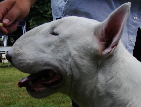 Hiç köpek beslediniz mi?