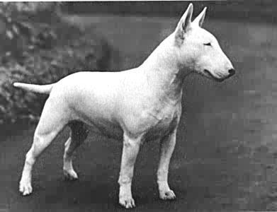 Hiç köpek beslediniz mi?