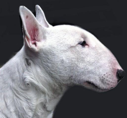 Hiç köpek beslediniz mi?