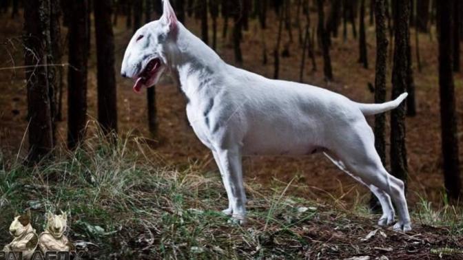 Hiç köpek beslediniz mi?