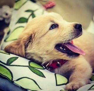 Köpeğe pirinç pilavı?