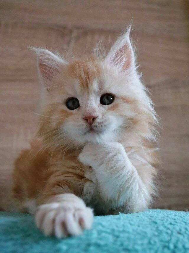 Mümkün mü bakışı :))