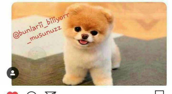 Bu köpeğin cinsi ne?