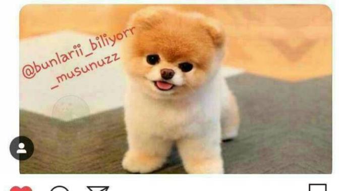 Bu köpeğin cinsi ne?