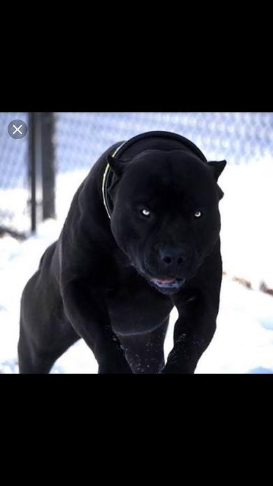 Köpek sahiplenmek istiyorum ama?