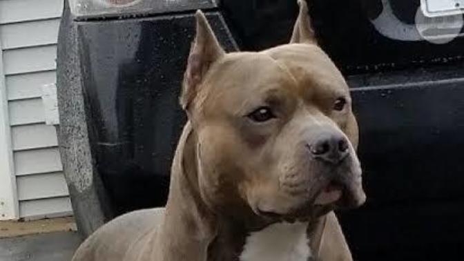 Köpek sahiplenmek istiyorum ama?