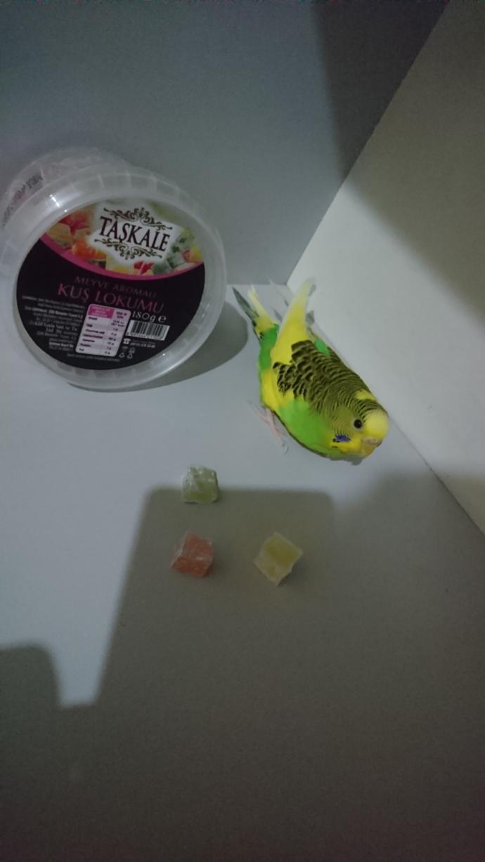 Kuşum, kuş lokumu yemiyor. Hasta mı?