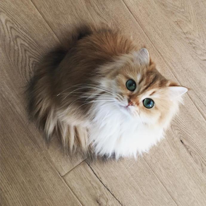 Aşık olan kedi nasıl ses çıkarır?
